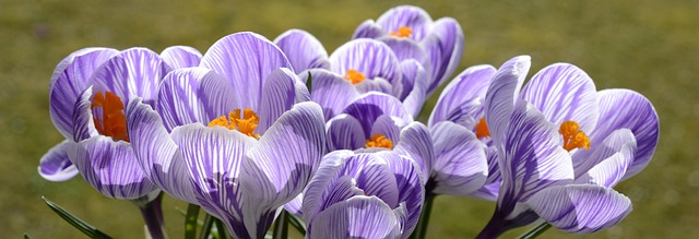 crocus, flower, spring, flower wallpaper, beautiful flowers, nature, spring flower, flower background, blossom, bloom, purple, early bloomer, plant, purple flower, harbinger of spring, beginning of spring